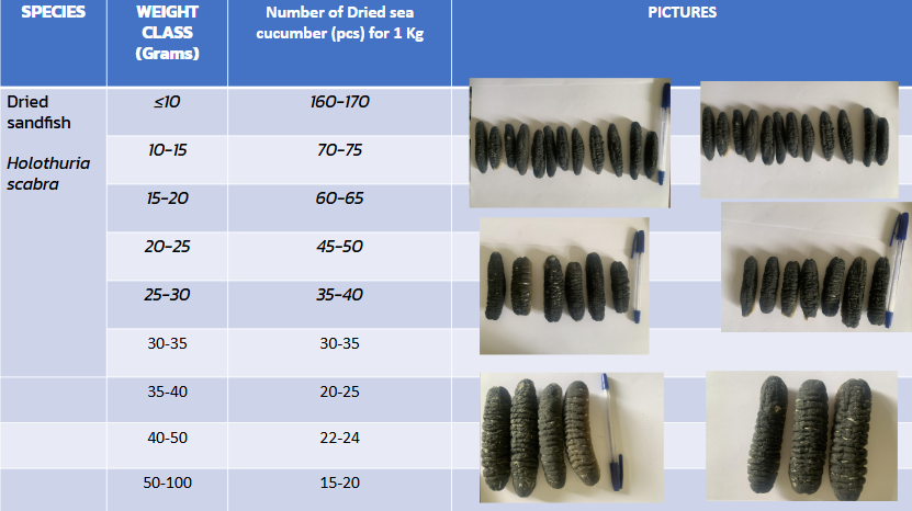 Sea Cucumber Weight Classes and Sizes