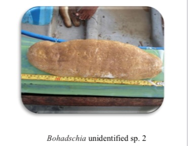 Nool Attaya - Premium Grade Dried Sea Cucumber - Ton Ton Lanka