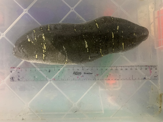 Sandfish - Jaffna Attaya - Premium Grade Dried Sea Cucumber - Ton Ton Lanka