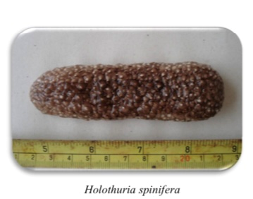 Brown Sandfish – Disco Attaya - Premium Grade Dried Sea Cucumber - Ton Ton Lanka