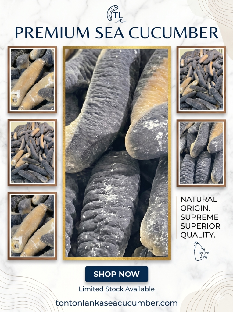 Premium Dried Sea Cucumber